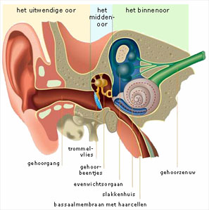 behandeling: dyslexie nld add adhd concentratie problemen - paf training